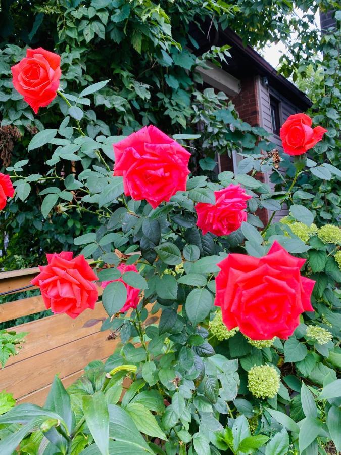 Lovely II Space Share A Room East York Canada Торонто Екстер'єр фото