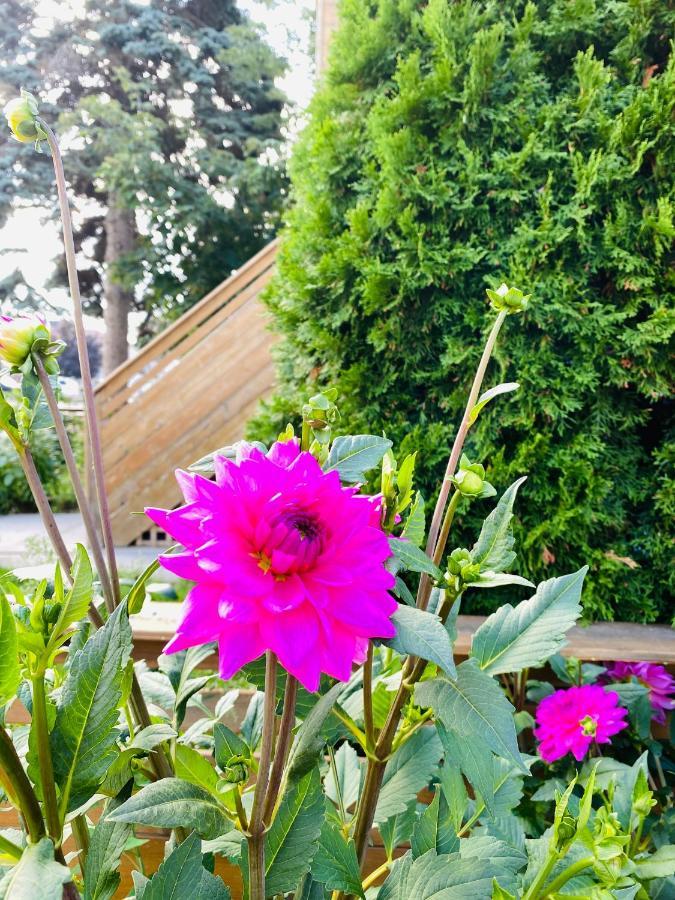 Lovely II Space Share A Room East York Canada Торонто Екстер'єр фото